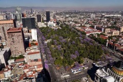 00mexico-flowers-articleLarge 00mexico-flowers-articleLarge