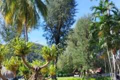 IMG_20241218_105247