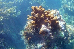 FHD0016