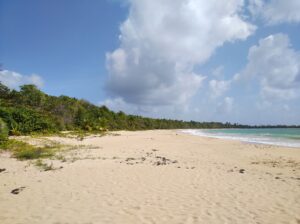 Salines beach Martinique