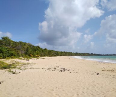 Salines beach Martinique